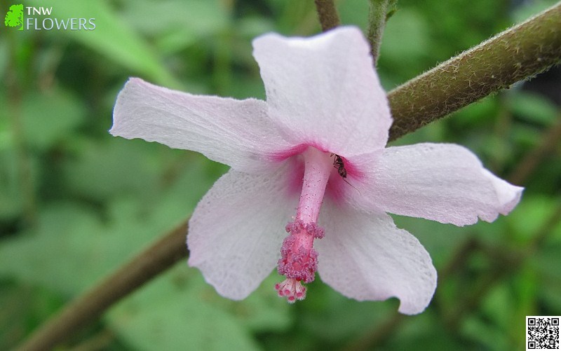 Burr Mallow